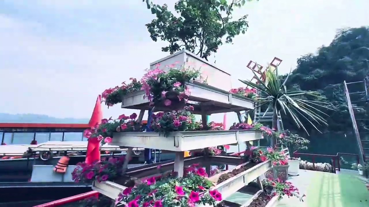 Đi chơi Ðào trái tim Quÿnh long