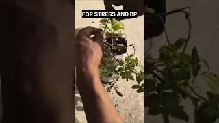for stress and bp #facts #trending #viral #shorts #andhra #telugu #vitamin #food #health #daily