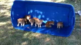 Kittens first time outside