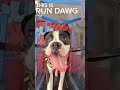 This is Run Dawg #rundawg #mobiledoggym #dogexercise #lasvegas