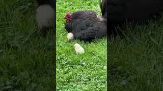 We had a few little surprises today! #prepper #prepsteading #homesteading #Chickens #chicks #ny