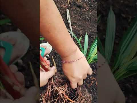 Video: Lippstick Palm Information - How To Grow Lipstick Palms In The Garden
