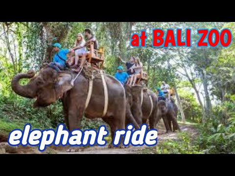 Elephant Ride,Elephant Safari at Bali Zoo Park,Gianyar-Bali - YouTube