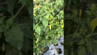 Cek cabai rawit #assidiktani #petanimuda #petani #petanicabai #rawit #video #farming #shorts #memes