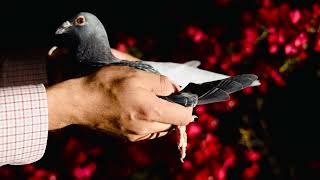 BE21-3047766 BC HEN