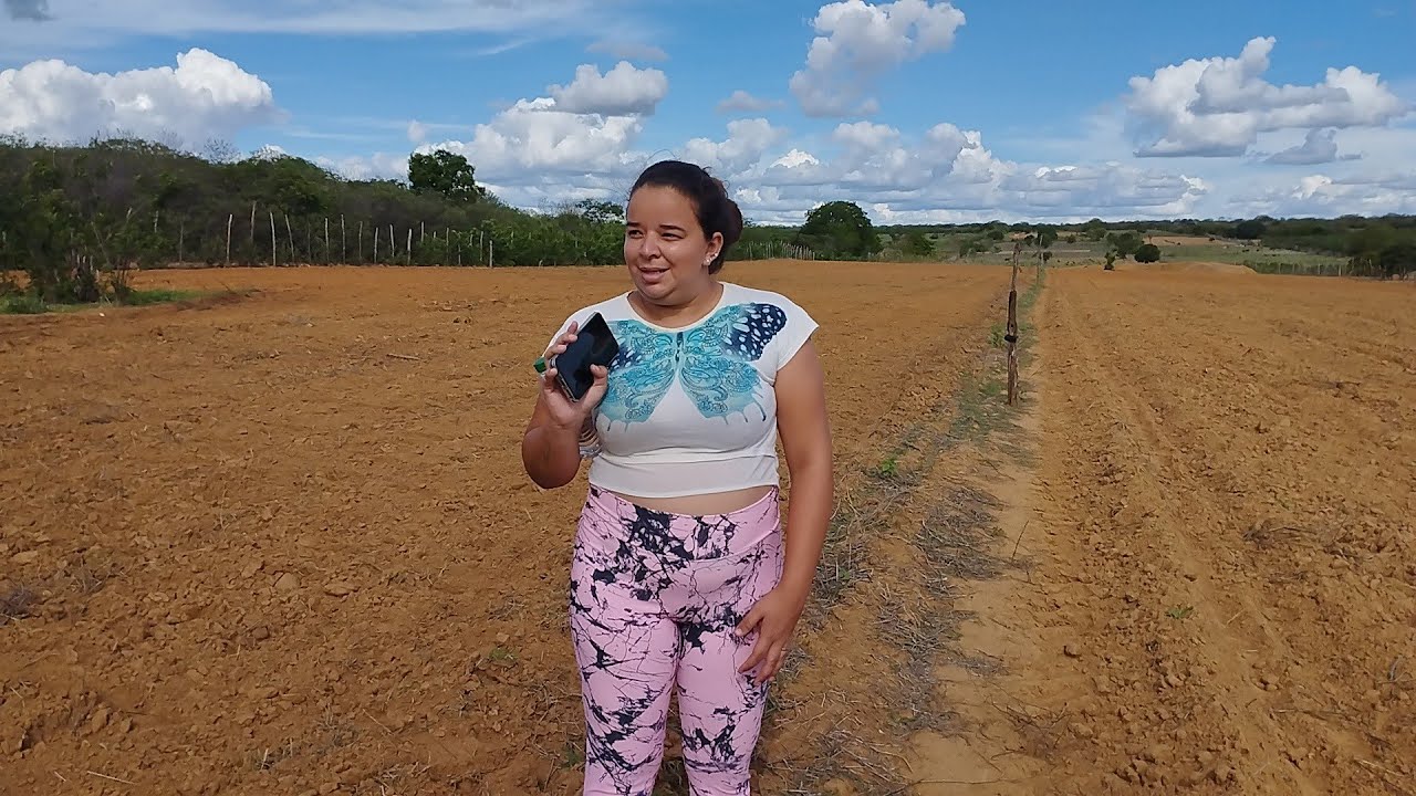 VEJA COMO ESTÁ O ROÇADO AQUI NO SERTÃO NORDESTINO DEPOIS DAS CHUVAS NA REGIÃO DE PERNAMBUCO 