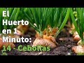 Cómo Plantar Cebollas || Cómo cultivar cebolla Paso a Paso con Éxito 👩‍🌾👨‍🌾 Huerto Urbano 1 min