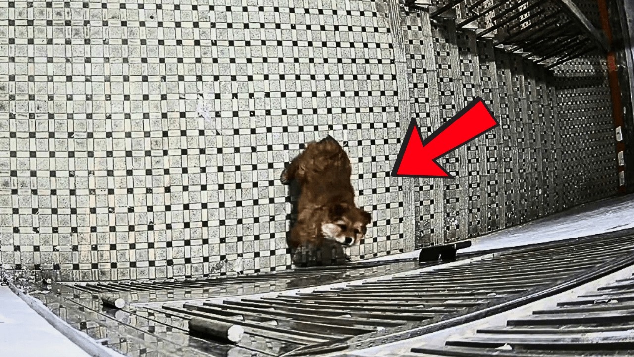 Глубокой ночью у моей двери появился особый гость. Когда я открыл ему, тихо начался путь исцеления.