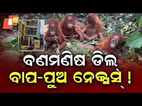 Special Story: Orangutan Case Trail Leads to Digha Hotel, CCTV Raises Big Questions