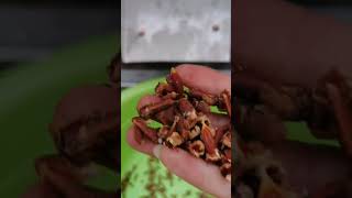 Fully automatic chinese red date pitting equipment #machine #cleanerfillingmachine #copper #coffee