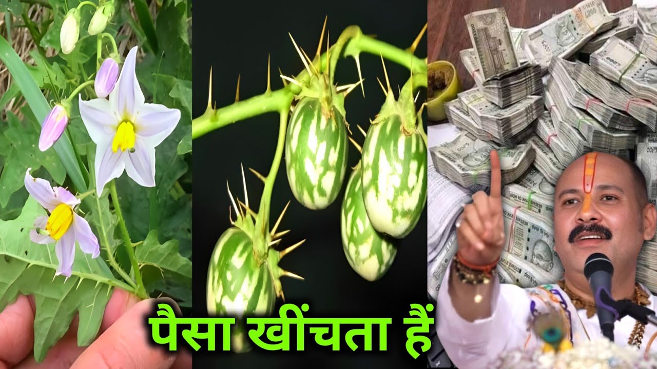 जहां देखें तुरंत घर ले आना, यह पौधा पैसा खींचता है खुद माता लक्ष्मी आती है आपके घर/#pradeep_Mishra