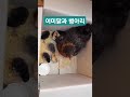어미닭과 병아리