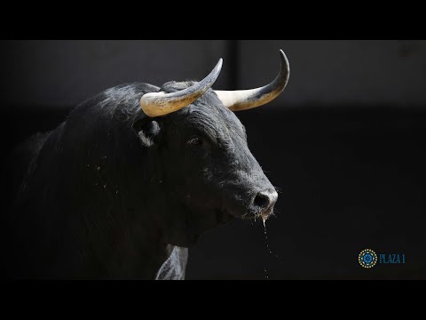 SORTEO | Corrida toros 21 mayo