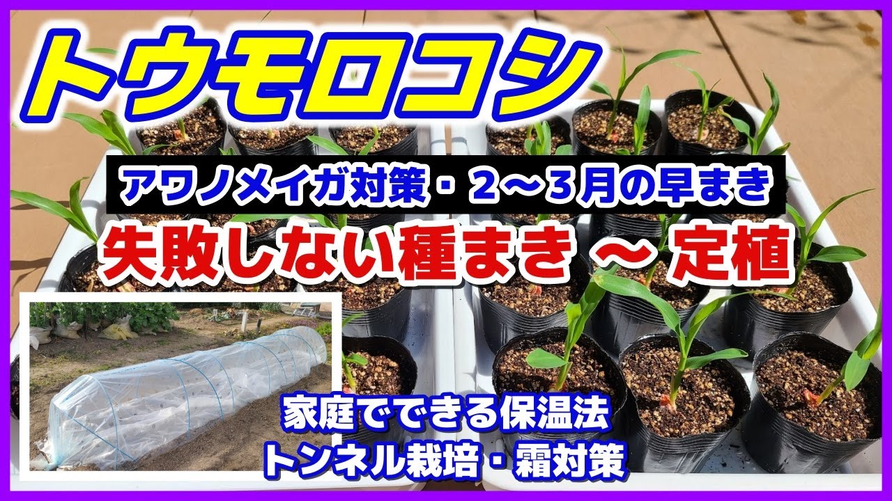 害虫アワノメイガ対策！トウモロコシの種まき～定植　失敗しない種まき／家庭でできる保温法／苗の水やり／トンネル栽培／霜対策／促成栽培／ミラクルゴールド／とうもろこし栽培／家庭菜園