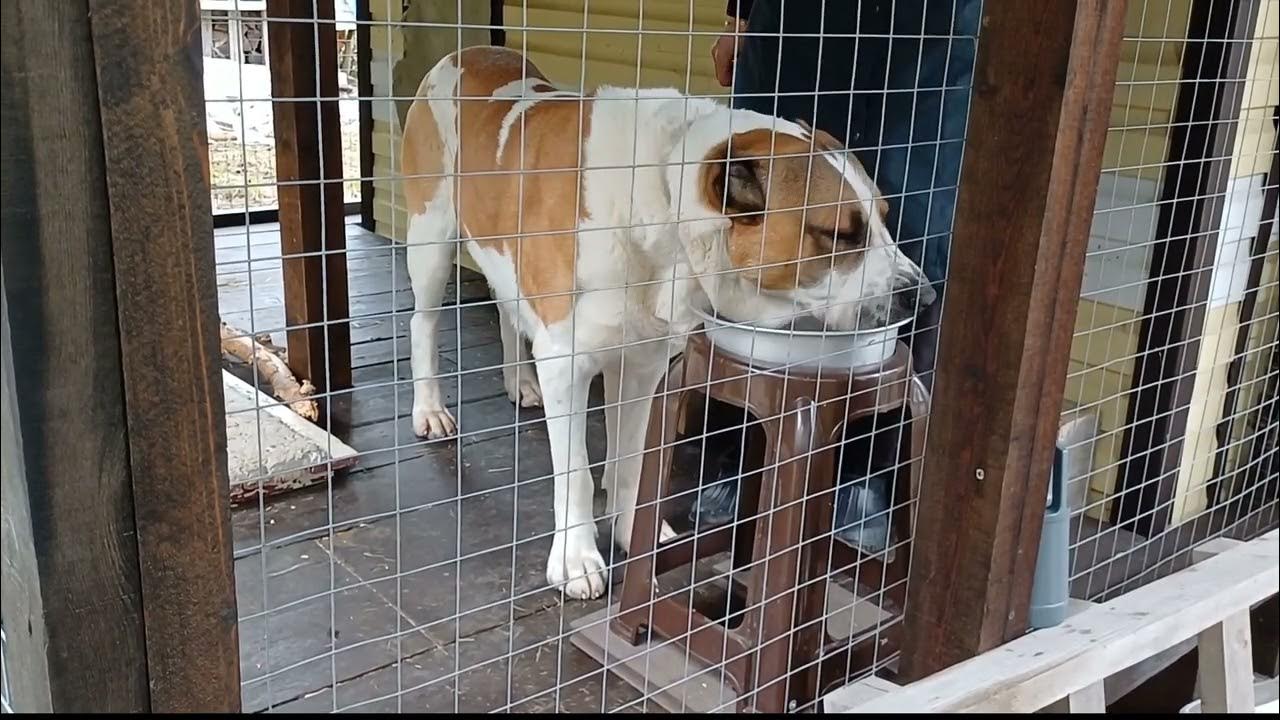 #Алабай и пищевая агрессия. Кормим #алабая. #alabaidog, #сао # ...