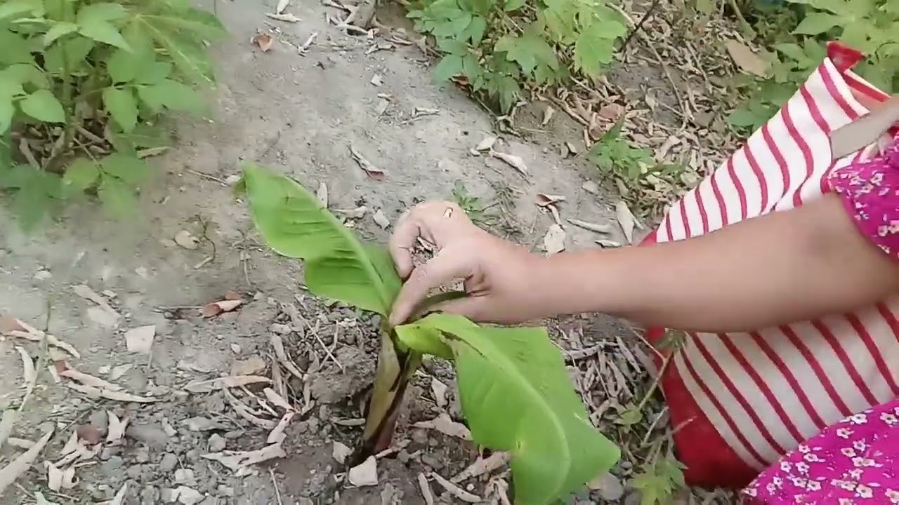 ganhamos um pe de banana anã 🌱+meu pe de chuchu tá ficando com as folhas 🍂 secas sol muito forte,#