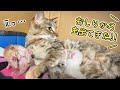 子育て中の母猫から寄生虫が見つかりました...