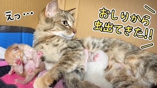 子育て中の母猫から寄生虫が見つかりました...