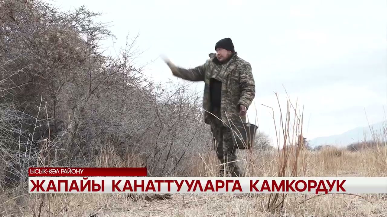 Жапайы канаттууларга камкордук 