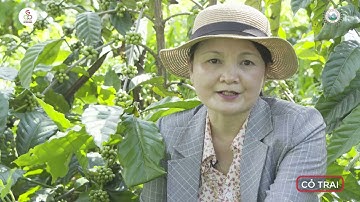 Các loại cỏ dại mọc phổ biến trong vườn cà phê