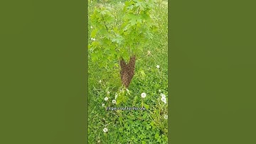 Easy Swarm Catch | Bees