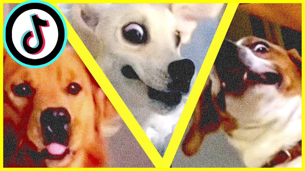 more tiktok pets doing funny things compilation: clean memes to watch ...
