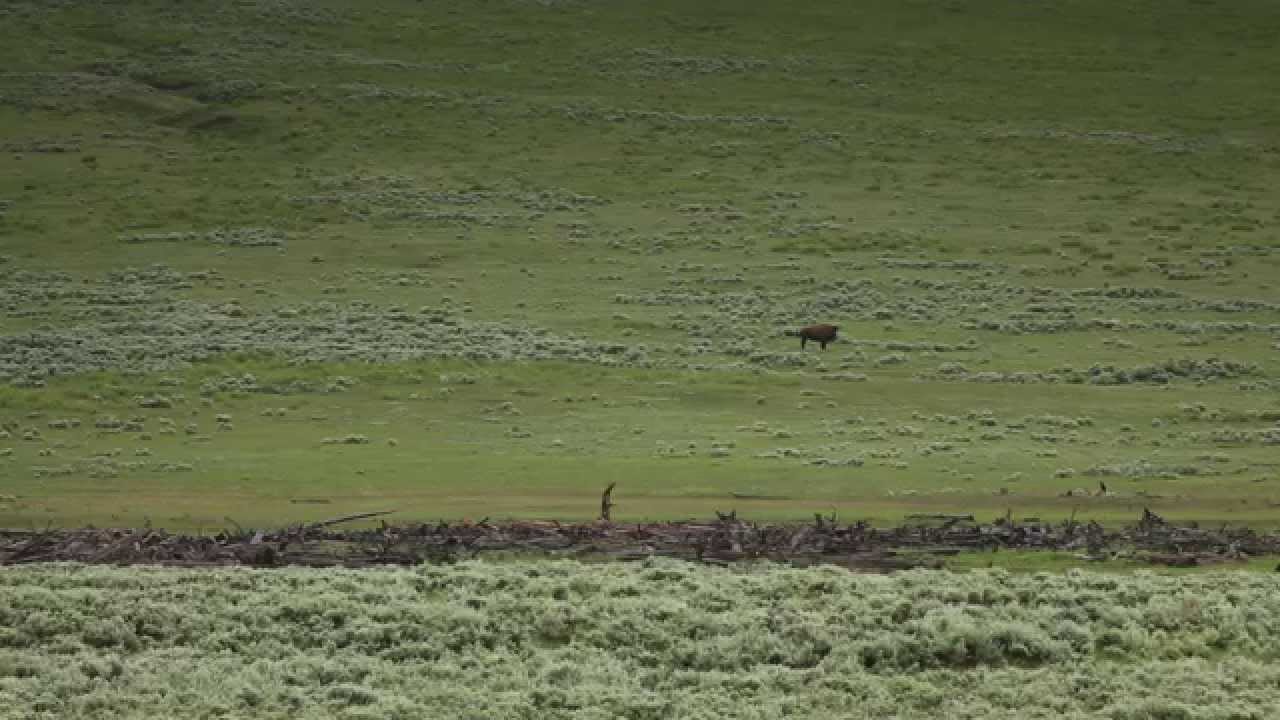 limping bison across Yellowstone's Lamar River