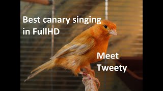 Best canary singing in FullHD