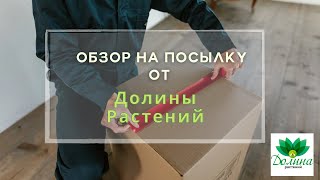 Обзор на посылку от Долины Растений📦🌷