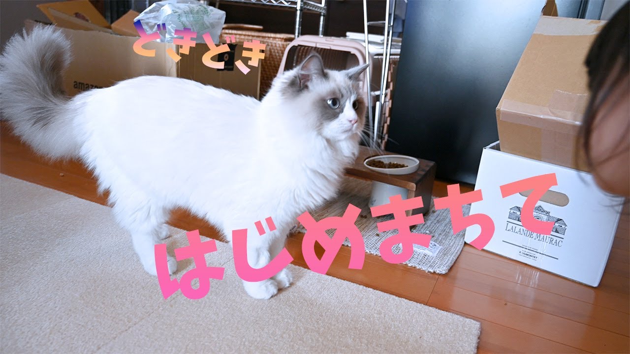 人見知りラグドール、2歳の女の子と遊べるかな？みんなかわいい癒し