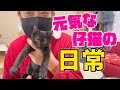 大家族のお部屋4日目の仔猫の様子