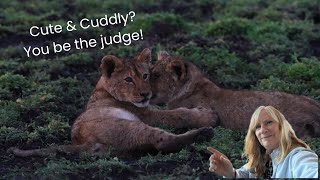 Cubs Gone Wild… Rough to Cuddles! 🦁