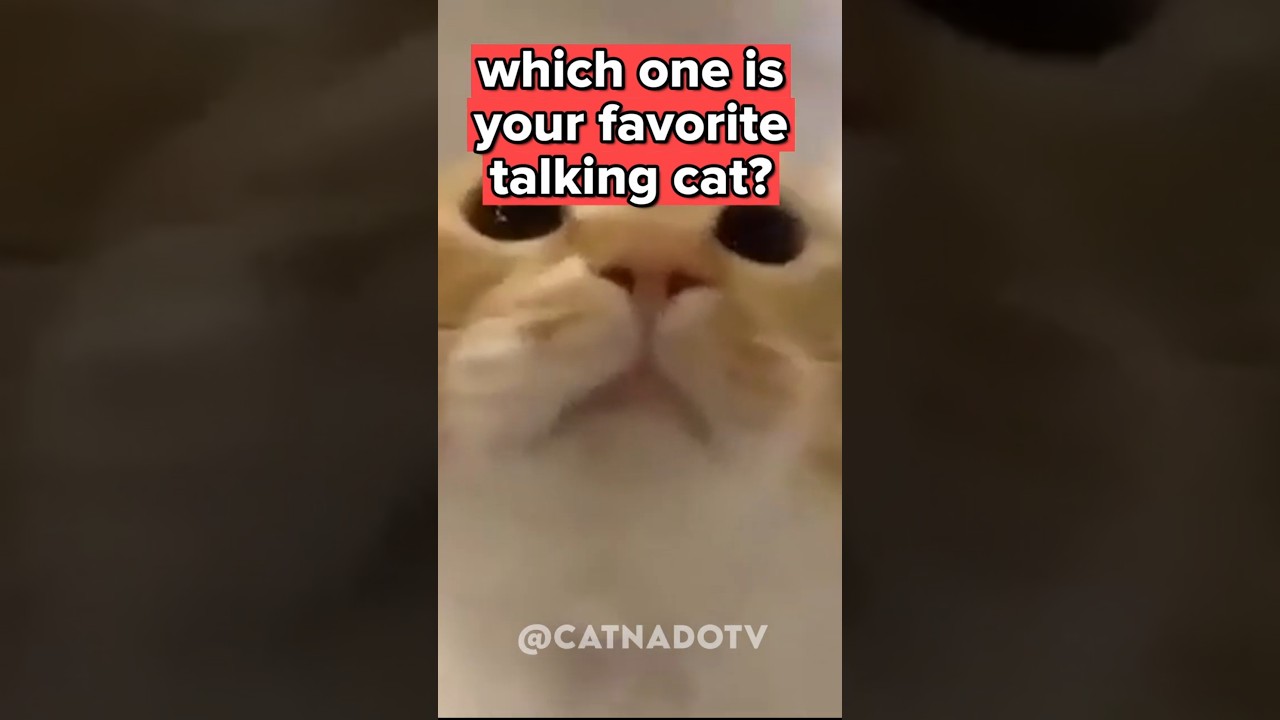 Which one is your favorite? 🐈 #cat #funny #cats #funnycats