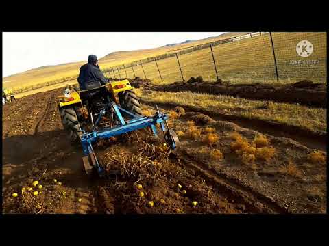 Видео: Өвс бэлтгэх тракторын тармуур