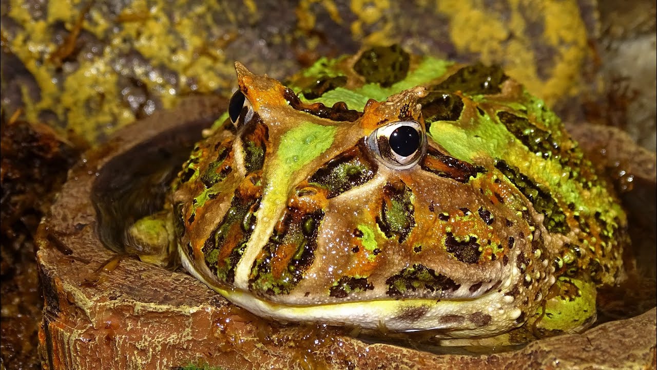 Schmuckhornfrosch 🐸 frisst Frostmaus 🐭 Ceratophrys cranwelli