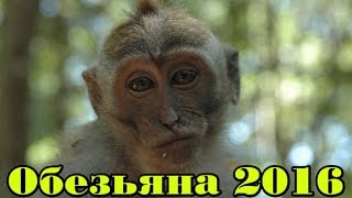 КОРОЛЬ ОБЕЗЬЯН 2016 КОРОЛЬ ОБЕЗЬЯН 2016