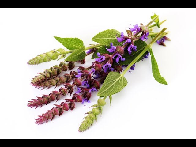 ШАЛФЕЙ мускатный. Ароматерапия.