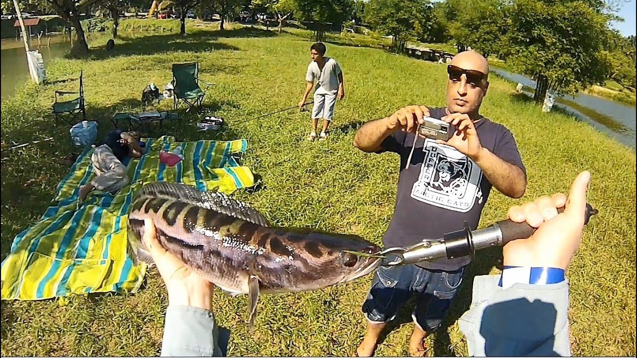 Toman No.2 at Fish Valley Semenyih (07.06.14) YouTube