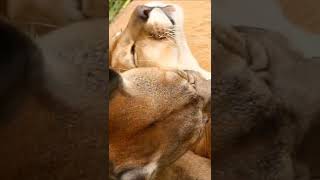 #shorts #fyp #edit #lyrics #viral #edits screenshot 5