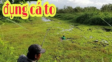CÂU CÁ LÓC RỪNG U MINH THƯỢNG ĐỤNG CÁ TO | snakehead fishing | quốc toản fishing