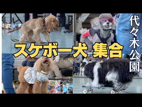 スケボー犬が集合  / わんわんカーニバル 2026  代々木公園