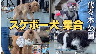 Skateboarding dogs gather / Wanwan Carnival 2026 Yoyogi Park - YouTube