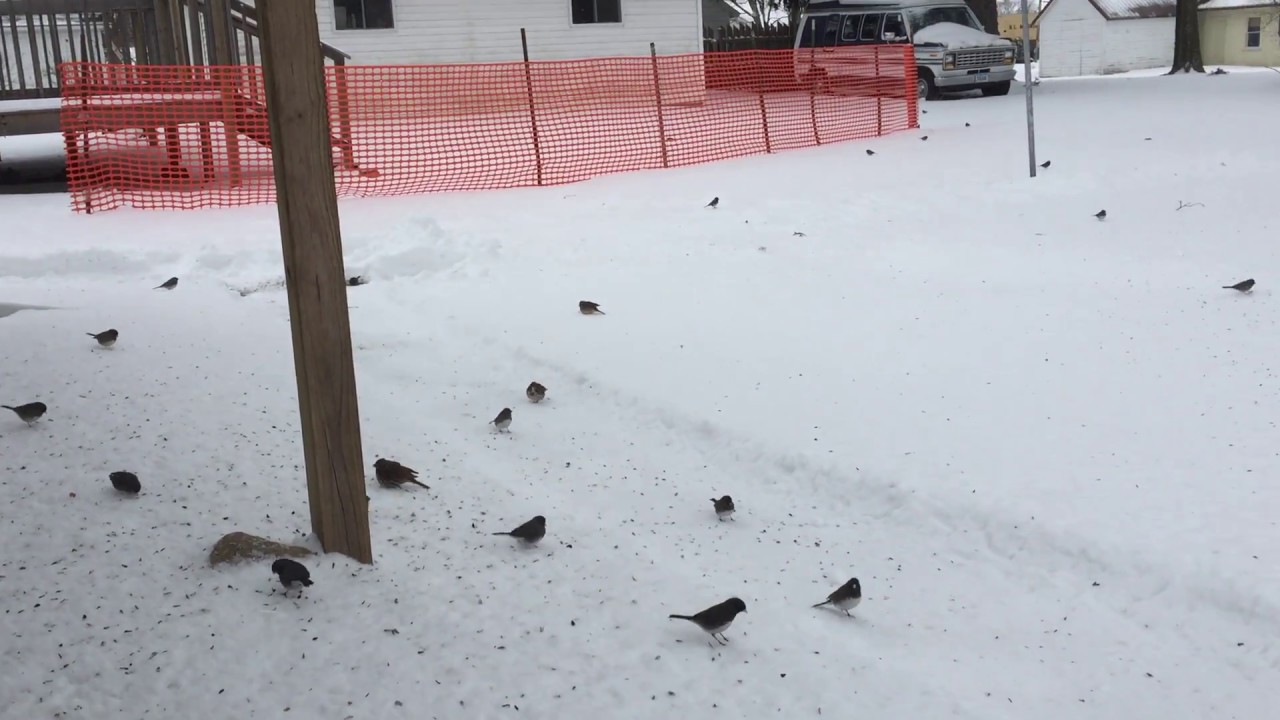 Dark-eyed Junco Convention 