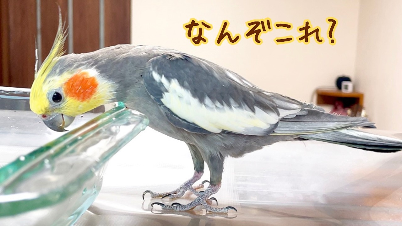 20歳オカメインコ、久々のプールにまさかの反応! - YouTube