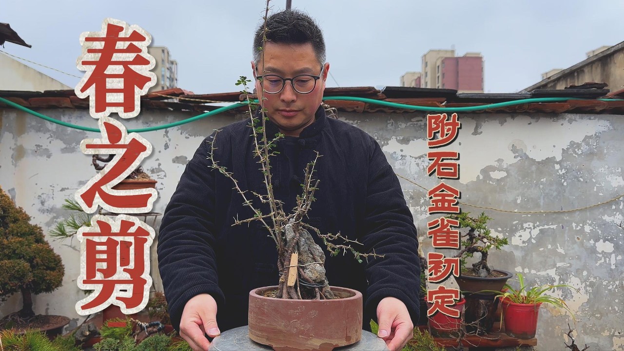 在这个春天初定这棵附石盆景