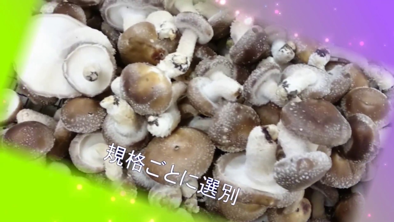 原木しいたけが出来るまで Youtube 原木しいたけが出来るまで Youtube