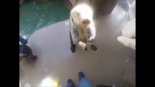 Sea otter training