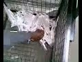 Super crux industrial paper shredder video less audio