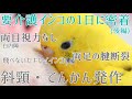 要介護インコの1日に密着 後編 斜頸 てんかん発作 白内障 両足の腱断裂 セキセインコ8歳 A day of budgerigars requiring nursing care