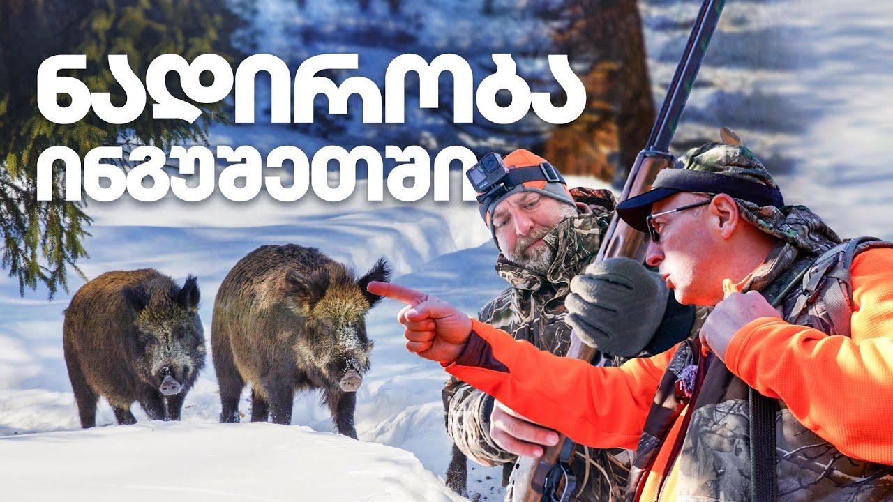 ნადირობა ტახზე – ინგუშეთის მთები